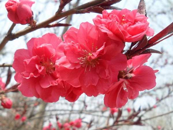 紅葉碧桃花(huā)